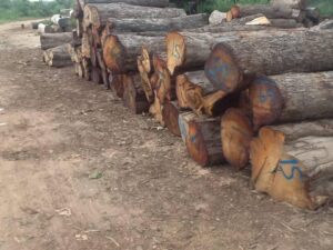 timber logging in The Gambia
