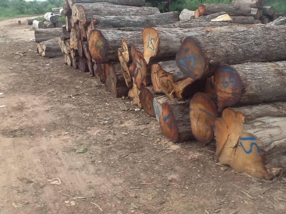 timber logging in The Gambia