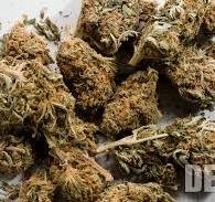 cannabis